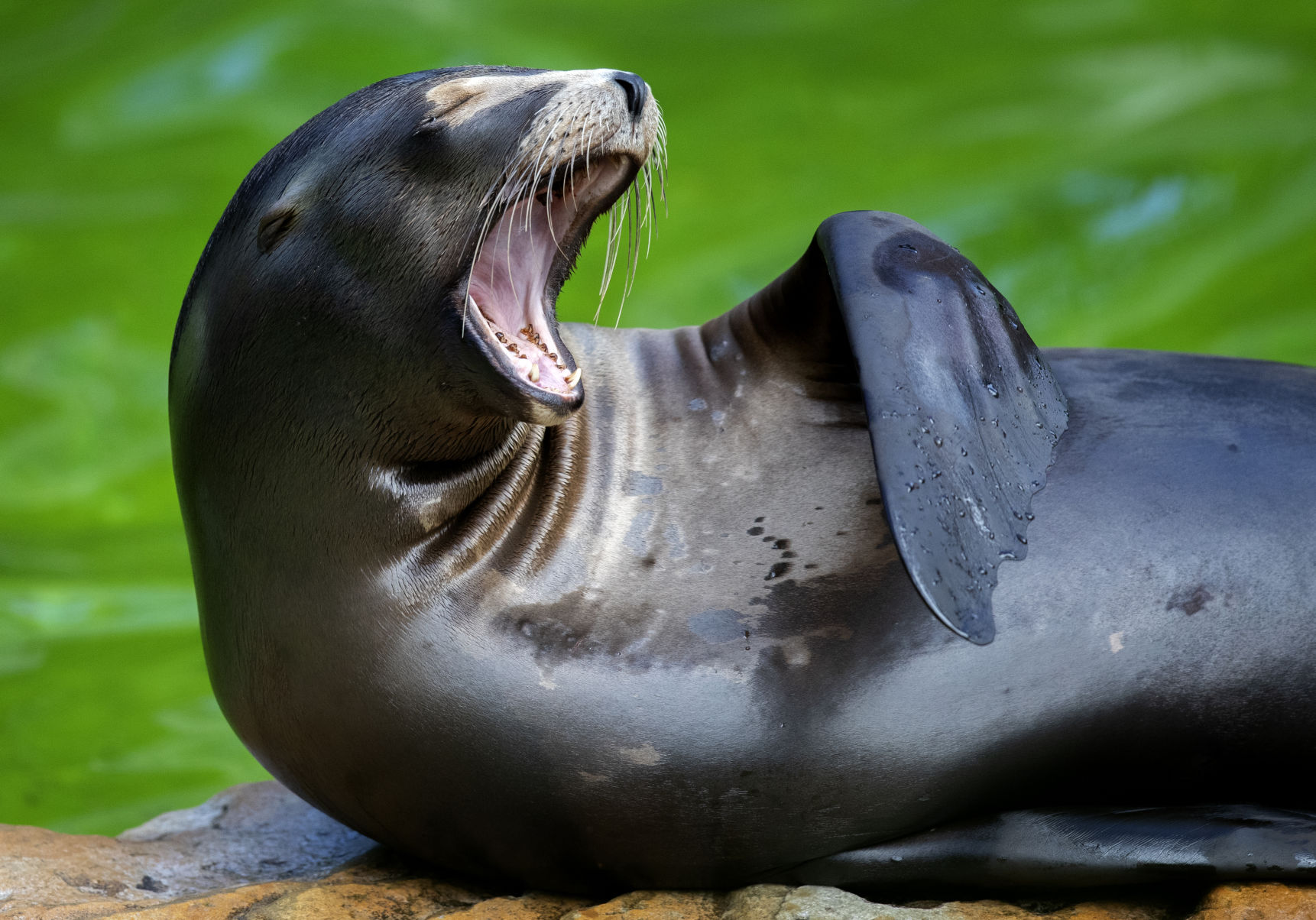 APTOPIX Germany Zoo